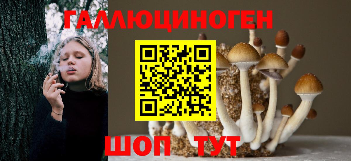 Псилоцибиновые грибы Psilocybe Каменка